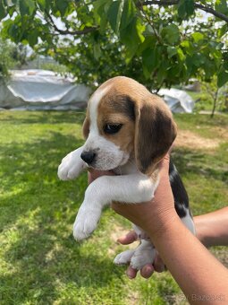 Steniatká beagle, bígl, bigel - 3