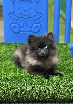 Pomeranian s PP (fenečka) - 3
