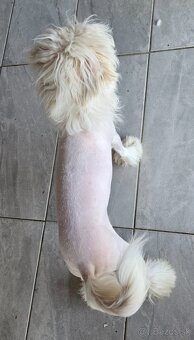 Čínsky chocholatý pes Diego - 3