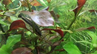 Akvarijne rastliny+Krevetky 12ks - 3