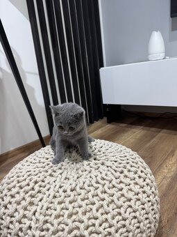 BRITSKÉ MODRÉ MAČIATKA - 3