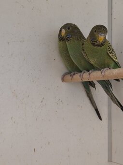 Andulka Blackface - 3