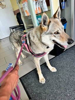 Darujem fenku – Československý vlčiak - 3