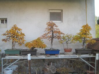 BONSAI,BONSAJ-HRAB 2 - 3