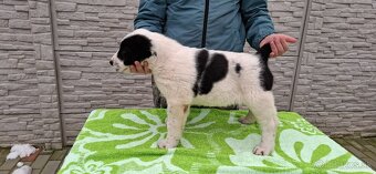 Stredoázijsky ovčiak - 3