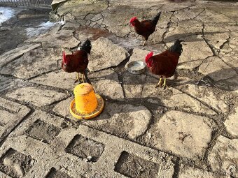 Predám kohúty Vlašáky - 3