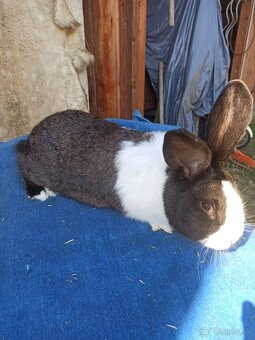 Predám králiky - 3