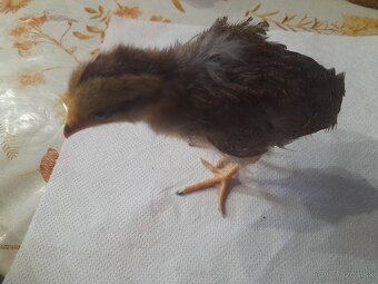 Kuriatka vlaška jarabičia - 3