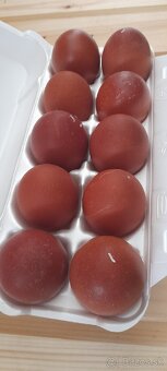 Nasadove vajcia Marans/olivova nosnica - 3