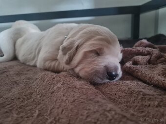 Zlatý retriever - šteniatka s preukazom pôvodu - 3