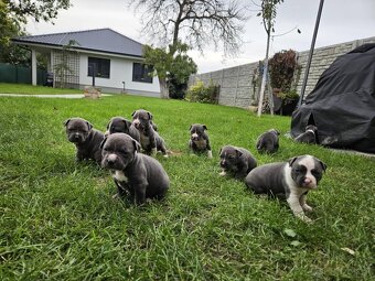 Šteniatká Amerického staffordshire teriéra - Blue - 3