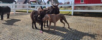 Stredozemný miniatúrny somárik - 3