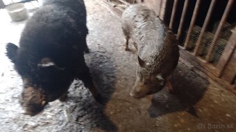 Vietnamské prasiatka - 3