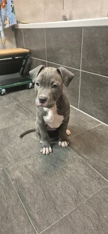 American bully XL - 3