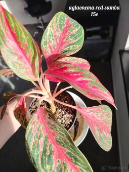 Izbové rastliny - 3