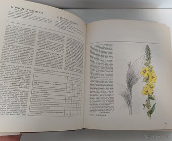 Atlas liecivych rastlin a lesnych plodov - 3