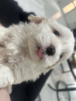 Mini Maltezak - 3