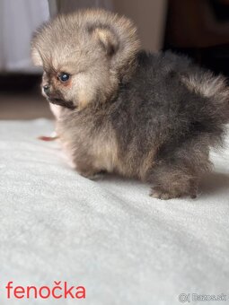 Pomeranian mini - 3