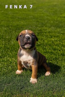 Šteniatka - Americký stafordšírsky teriér (Amstaff, Staford) - 3