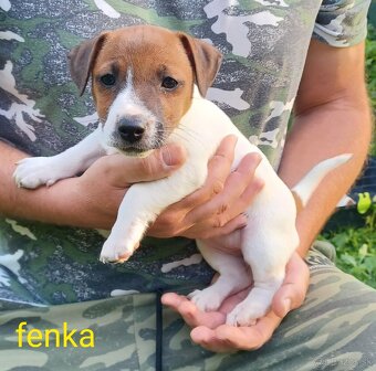Jack russel terier šteniatka - 3