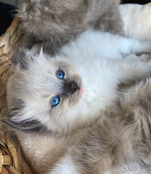 Mačiatka ragdoll samec a samica na predaj - 3