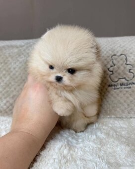 Pomeranian mini cream - 3