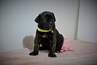 Cane Corso s PP - 3