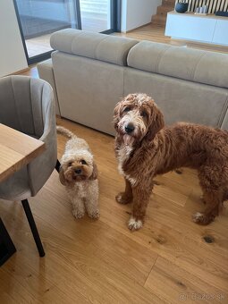 Goldendoodle na krytie - 3