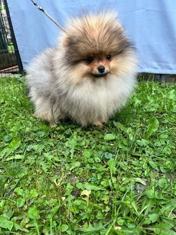 Pomeranian s PP., Chovateľská stanica nucháčik Poms - 3