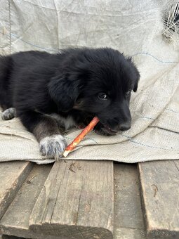 Darujem šteniatka - 3