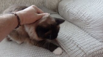 ragdoll,radgoll,mačatá predané na predal len dospelé mačky - 3