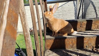 Burgundský králik - 3