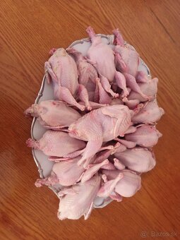 Japonské prepeličky - 3