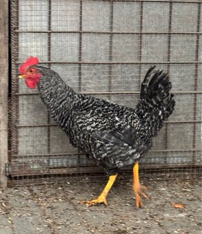 Jarabatý kohút - 3