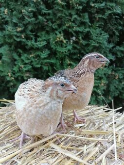 Japonská prepelica - 3