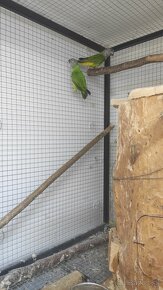 Papagáj senegalský - 3