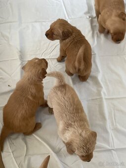 Zlaty retriever, Golden retriever - 3