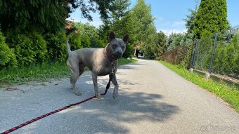 Predám thajského ridgebacka, chovného psa - 3