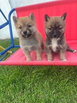 Shiba inu - 3
