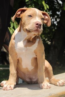 American Bully XL - 3