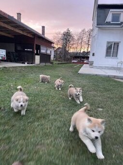 Akita inu šteniatka - 3