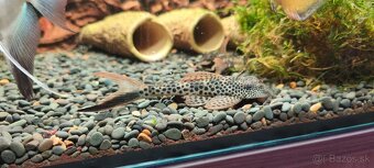 Squaliforma emarginata L011 - 3