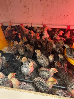 Japonské prepelice - 3