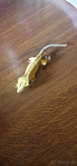 Pagekon riasnatý - PREDÁM - 3