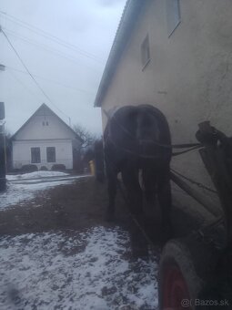 Predám ťažného žrebca - 3