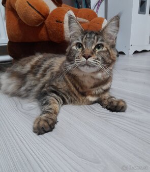 Maine coon, mainská mývalia mačka - 3