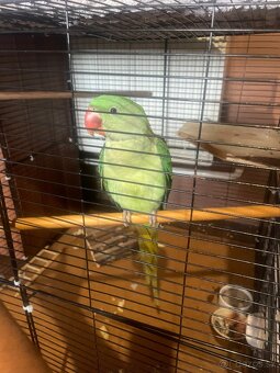 🦜 Na predaj – Alexandrin veľký - 3