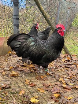 Australorpka čierna - 3