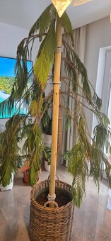 Araucaria cca 30 ročná - 3