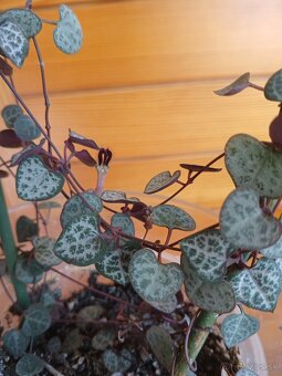 Ceropegia woodii - 3